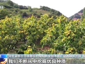 板栗、油茶、苹果……森林“粮库”让中国饭碗端得更稳